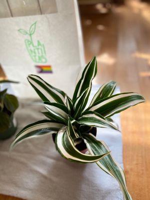 Dracaena fragrans White Jewel