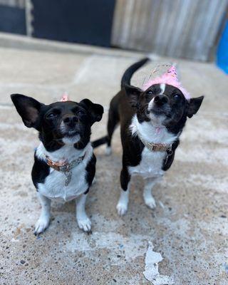 Birthday PAWty!