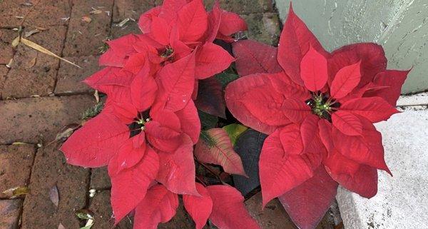 poinsettia