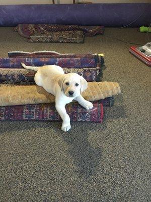 Our Official Rug Inspector