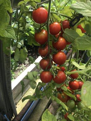 Tons of tomatoes