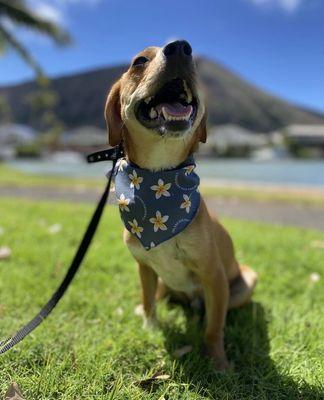 Sunny, 10 month old beagle/ dachshund mix