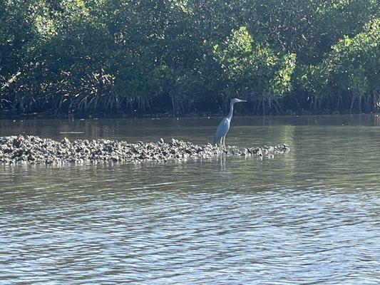 Blue Heron (bill Coy Preserve)