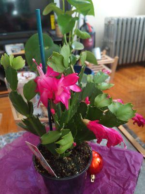 My winter cactus! Isn't she cute!