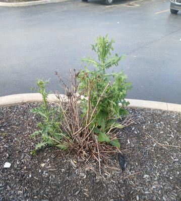 Thistle weeds smoothening bushes