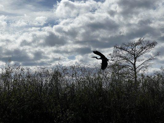 Bird flying over brush.