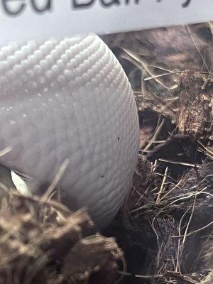 Mites displayed on two different snakes, I saw them on up to three snakes located next to each other.