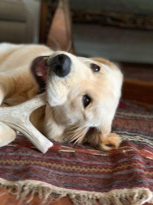 Deer antler