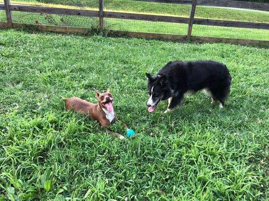 Leopold (rat terrier) and Maggie (BC)