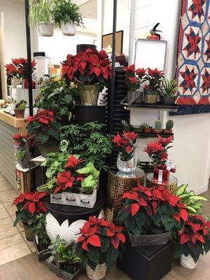 We have poinsettias!