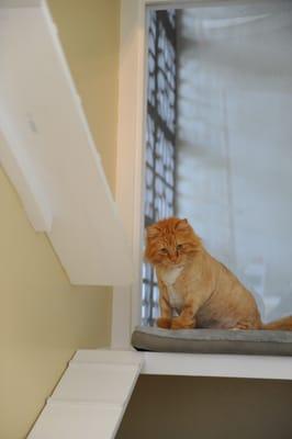 Lion Cut