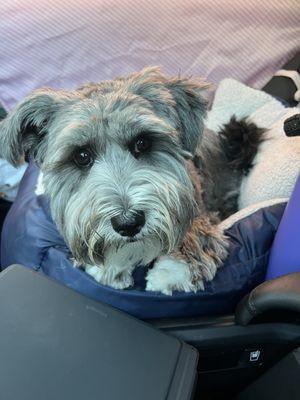 My dog's face when we are waiting in the car lol