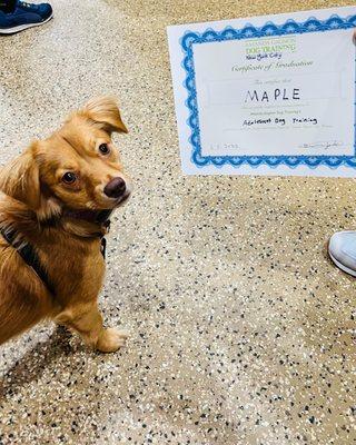 Maple's graduation certificate