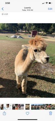 Alpaca