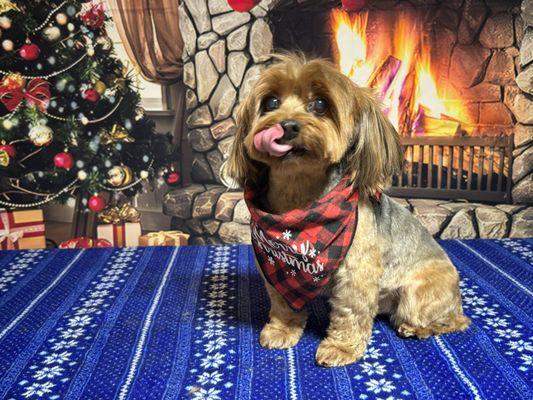 Merry Christmas from the groomers