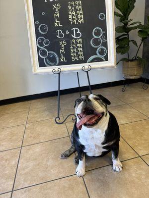 Stella after a bath at Moo Moo's Grooming