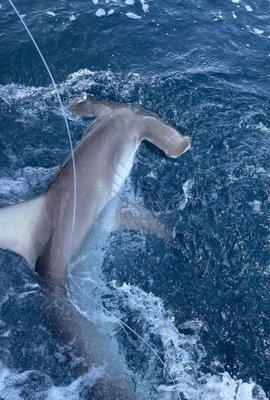 Golden hammerhead about to be let loose