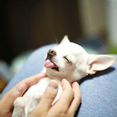 Teacup chihuahua puppies