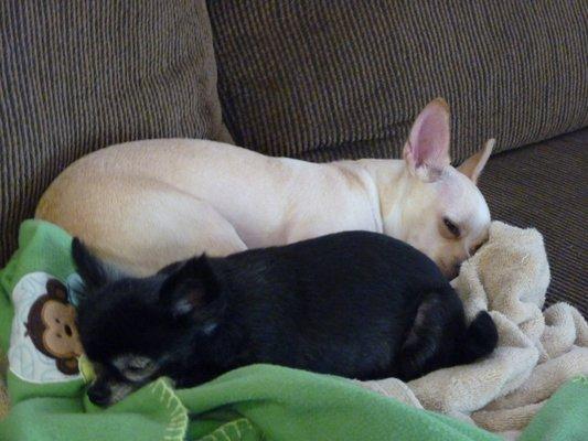 Our little ladies napping after a stress-free vet visit with Dr. Terry.