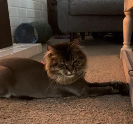 Safari (an aggressive kitty) all happy and appreciative for her lion cut.