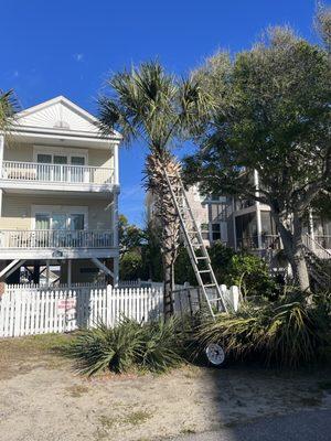 Palm tree trimming