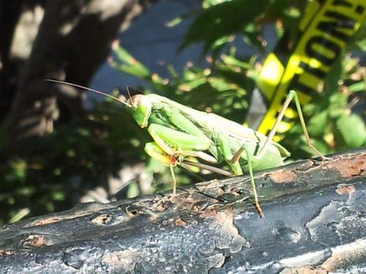 Praying Mantis