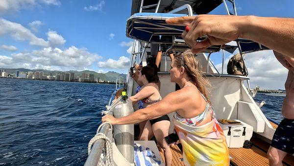 Whale Watch guests awe at Humpback Calf swims past Port side of boat