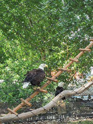 Beautiful eagles