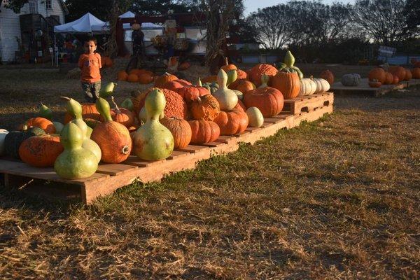 Many varieties of pumpkins