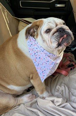 This is my Bonnie after surgery. They even gave her a cute handkerchief