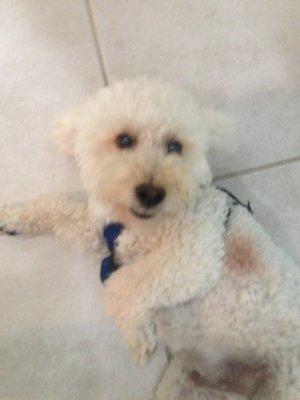 Both pics are "beau".  Different hair styles.  One is a poodle cut.  The other as a bichon cut.