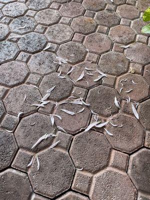 Petals on the floor BEFORE they made it into the house.