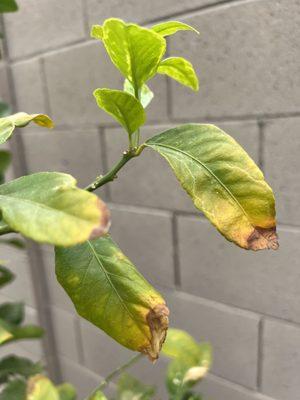 Dry burned leaves when delivered.