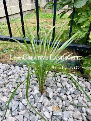 Front yard redo. More pictures in our website:https://www.lisacreativelandscape.com/