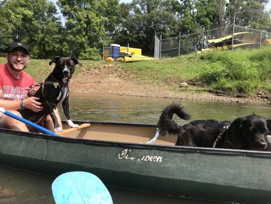 Pups on a canoe!