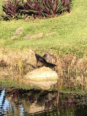 Anhinga