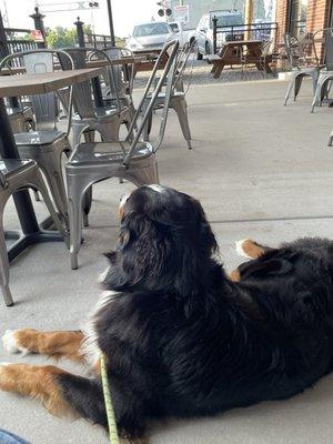 Bunsen enjoys burger smells from Depot across street