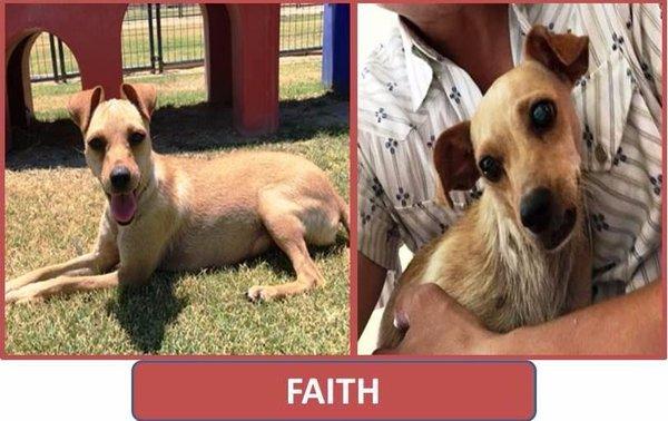 Faith is just plain SWEET! If you meet her you wil adopt her! She is however very excitable because she wants to show you all...