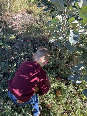 Picking apples