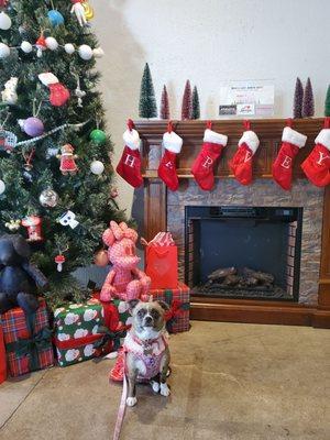 Sparkles loves the decorations here at Harvey's!