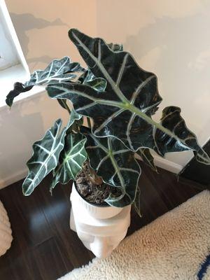 Alocasia!