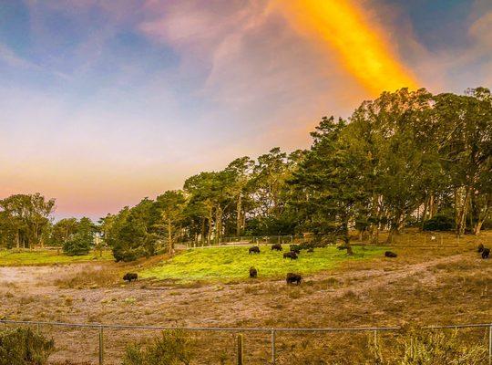 Bison in the Park