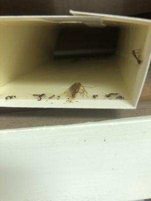 Sticky trap after being in a cabinet for a couple of months...filled with roaches!