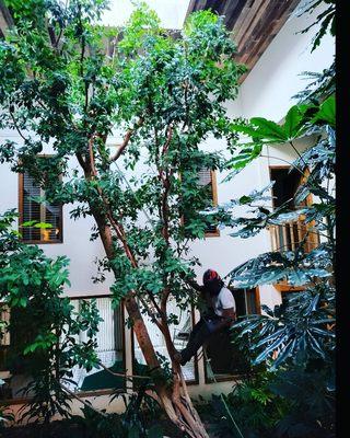 Atrium trimming for a client on a ficus.