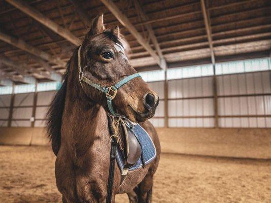 Clockwork Equestrian