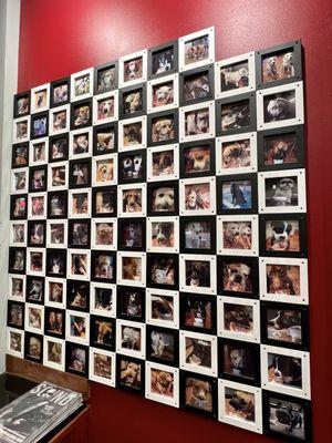 Wall of Dog Fame