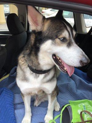 Happy Havok. He really is white under all the dirt! Thank you so much for grooming my fur baby!