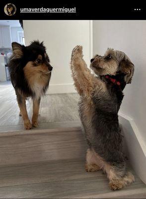 Uma observing Kira saying hello to her!