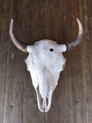 Natural yet modern bison skull