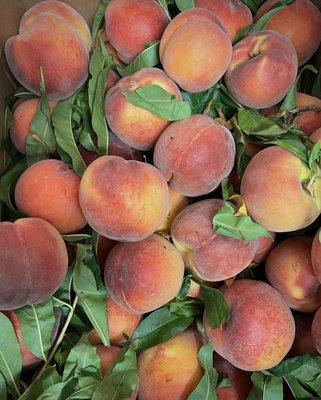 Best peaches are from June - September